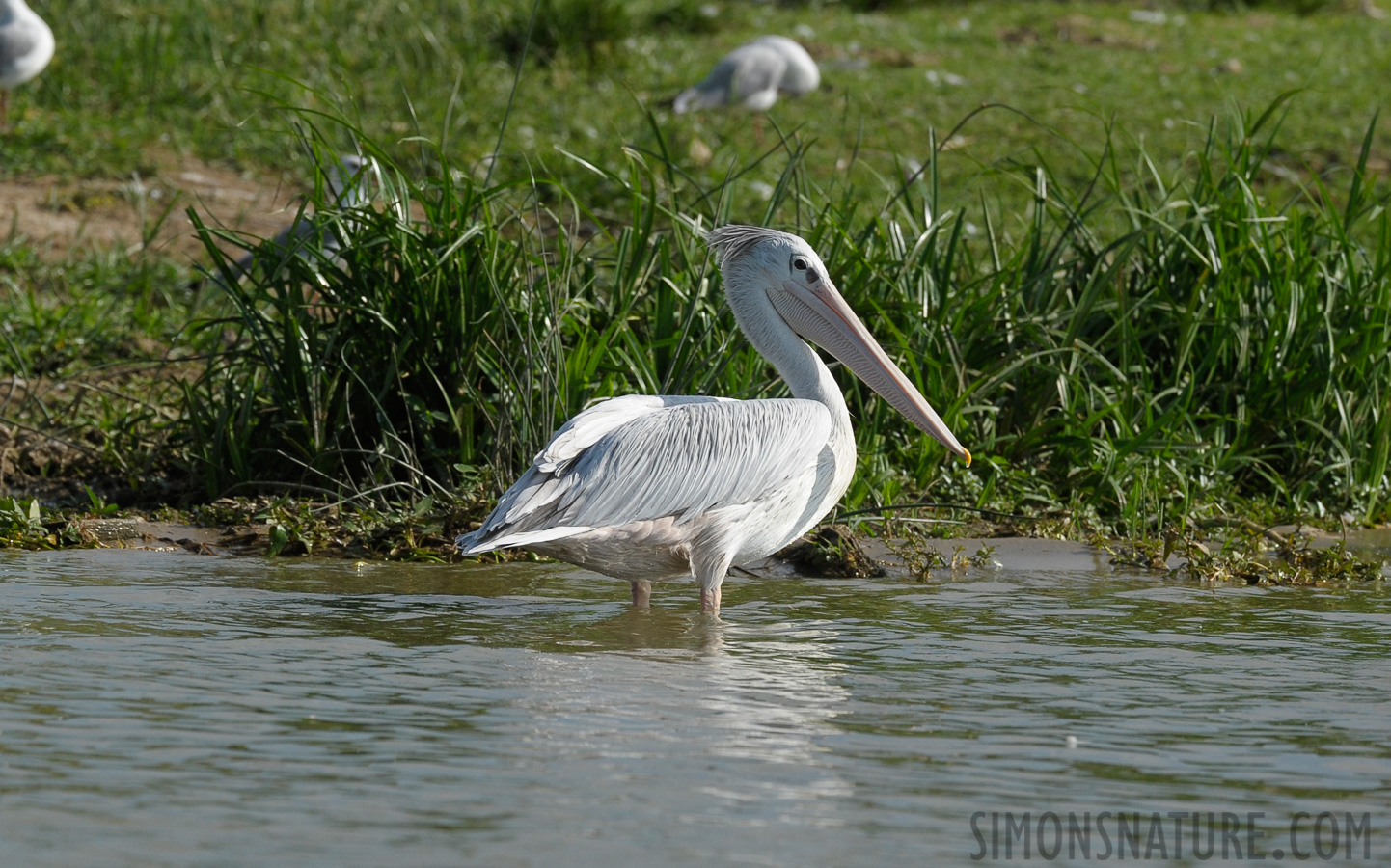 Pelecanus rufescens [350 mm, 1/2500 Sek. bei f / 7.1, ISO 800]